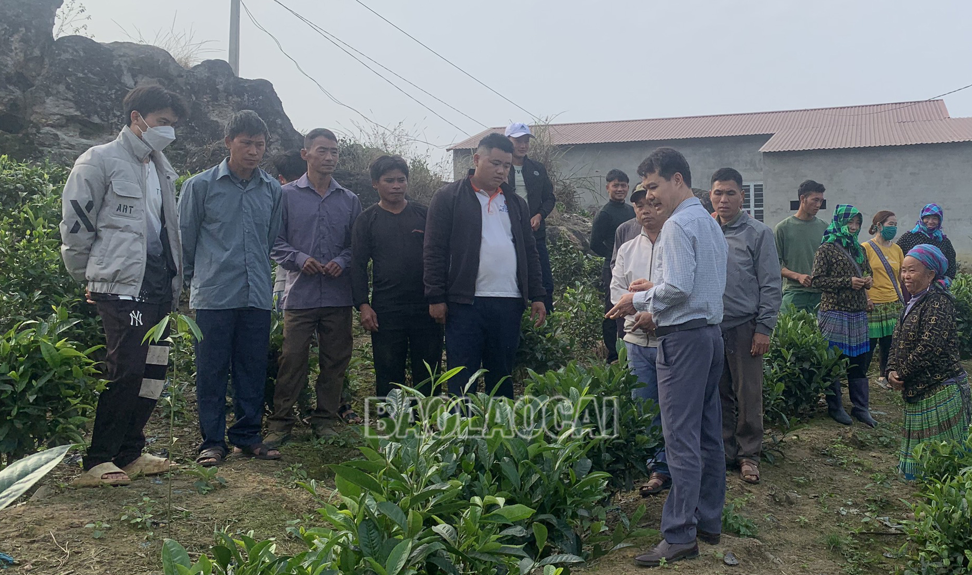 Nông dân tập trung theo dõi kỹ sư hướng dẫn kỹ thuật đốn, tạo tán để nâng cao năng suất chè. donche (2).jpg