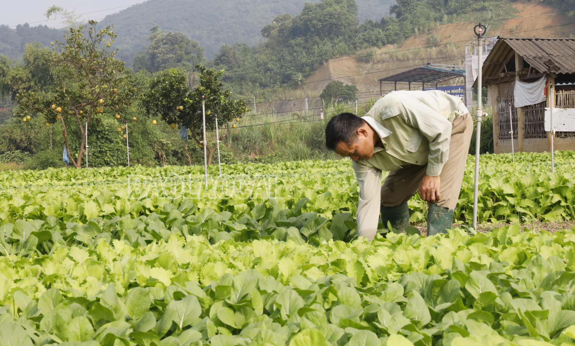 Nông dân xã Quang Kim, huyện Bát Xát thâm canh các loại rau cải. RauBX.jpg