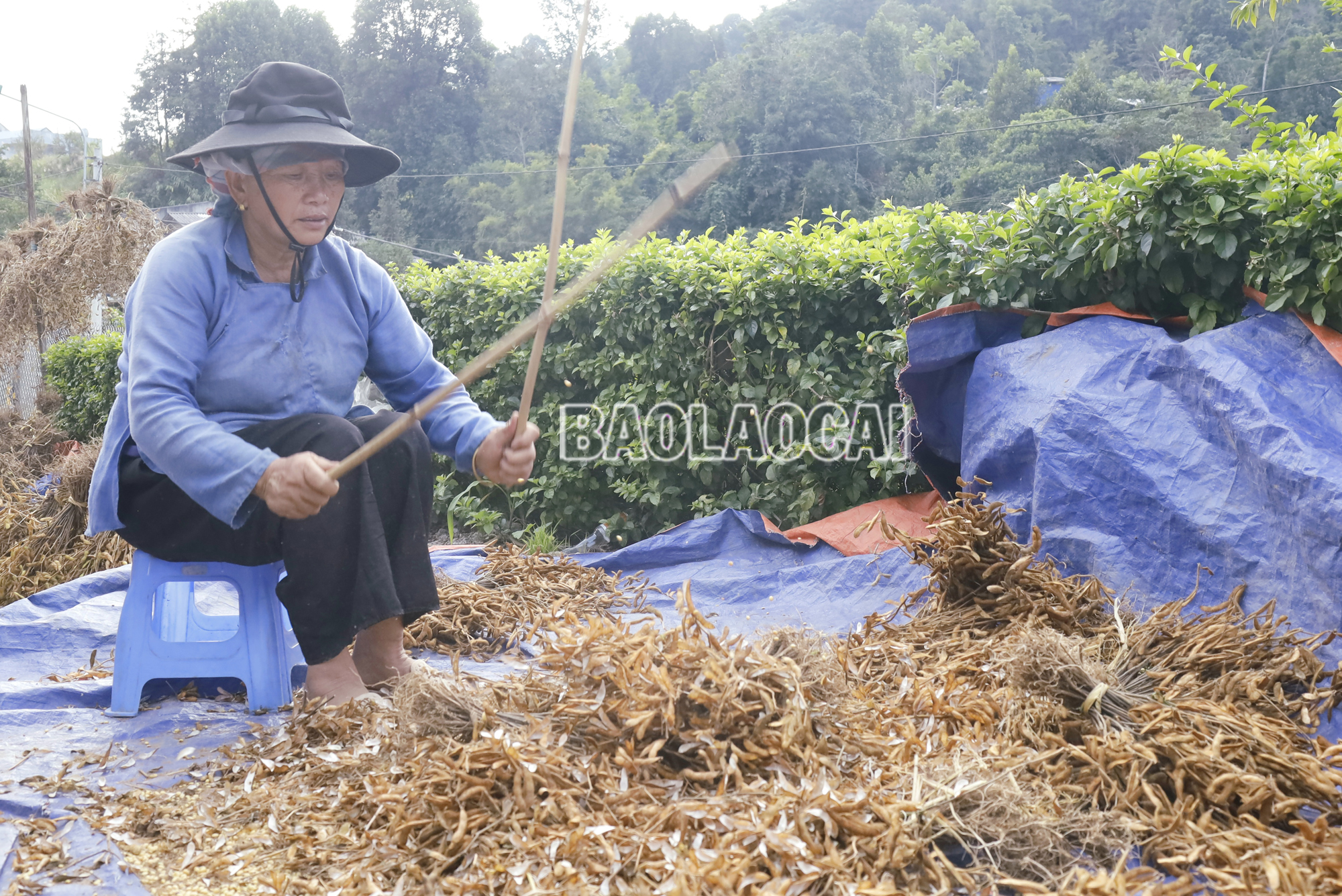 Dùng cây đập mạnh để tách vỏ. Dautuong (8).JPG