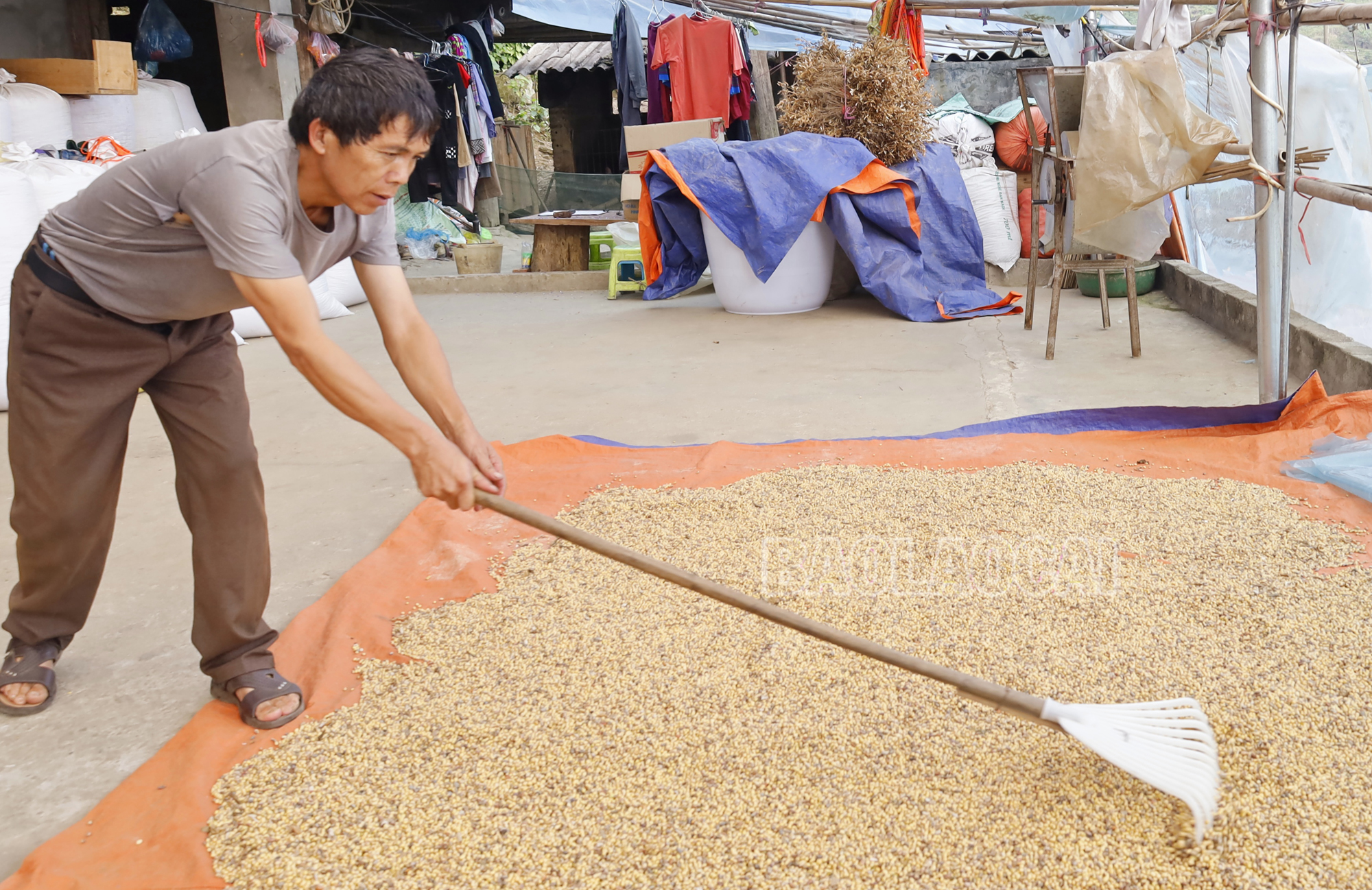 Đậu tương sau đó sẽ được người dân phơi khô để sử dụng trong gia đình hoặc bán cho thương lái. Dautuong (5).JPG