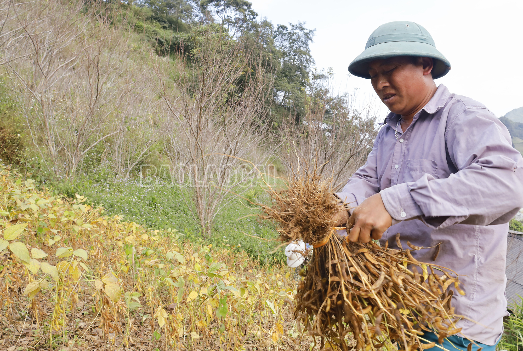 Bó cây đậu tương thành bó nhỏ để thuận tiện cho việc vận chuyển. Dautuong (2).JPG