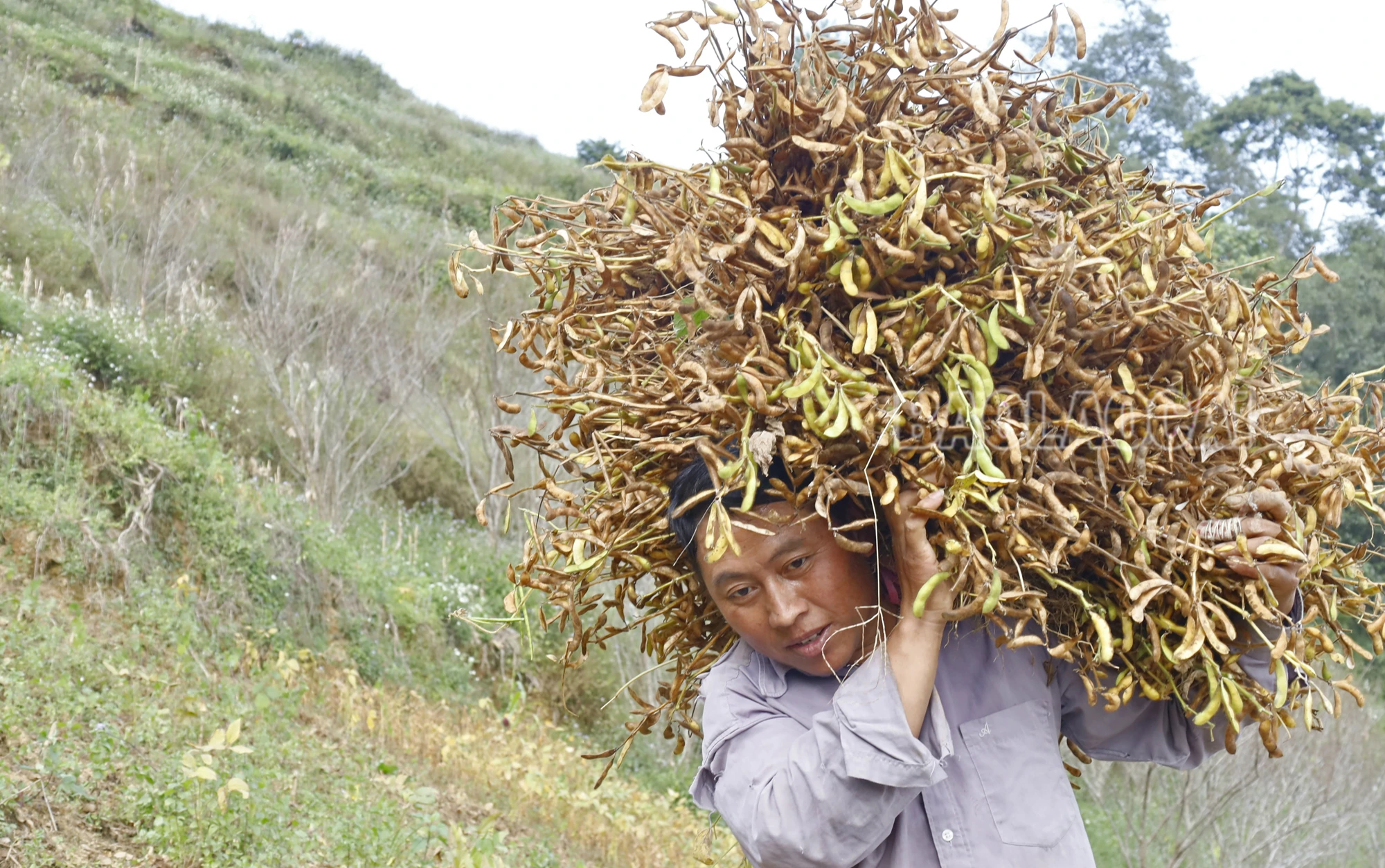 Dautuong (10).JPG