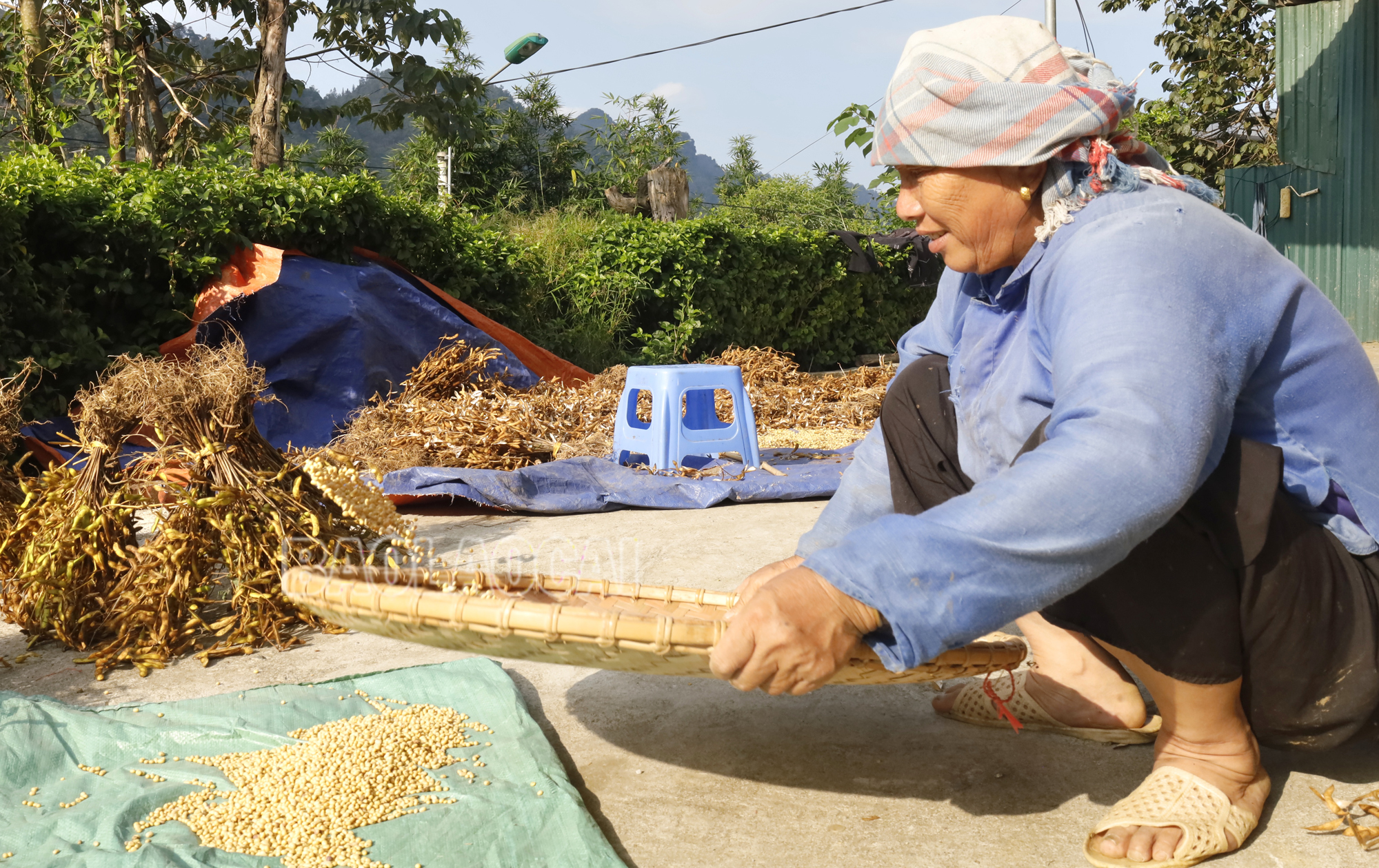 Làm sạch vụn vỏ đậu tương. Dautuong (6).jpg