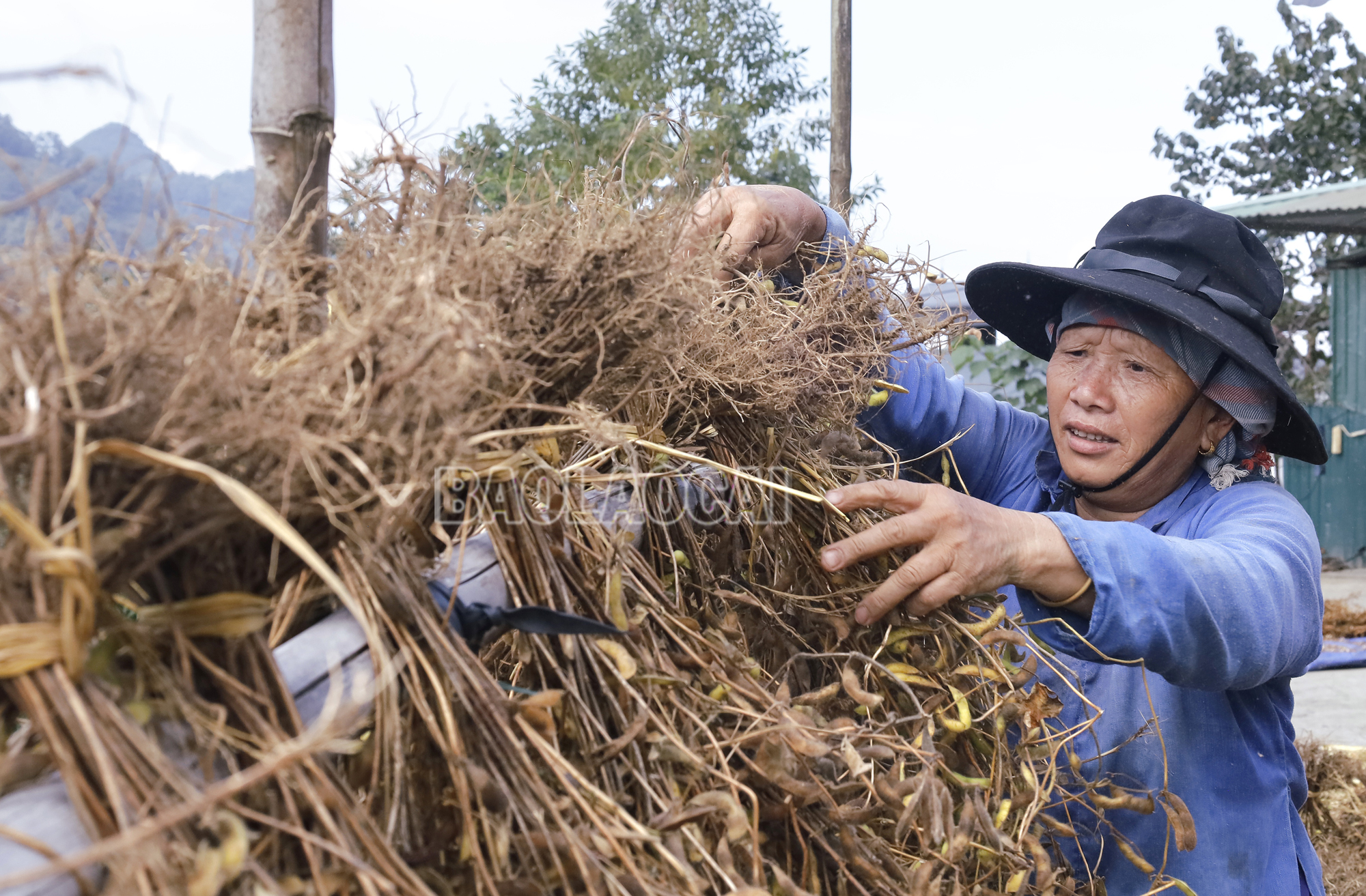 Sau khi thu hoạch về, đậu tương sẽ được người dân phơi trên sào tre 3 – 4 ngày để quả khô, dễ tách vỏ. Dautuong (9).JPG