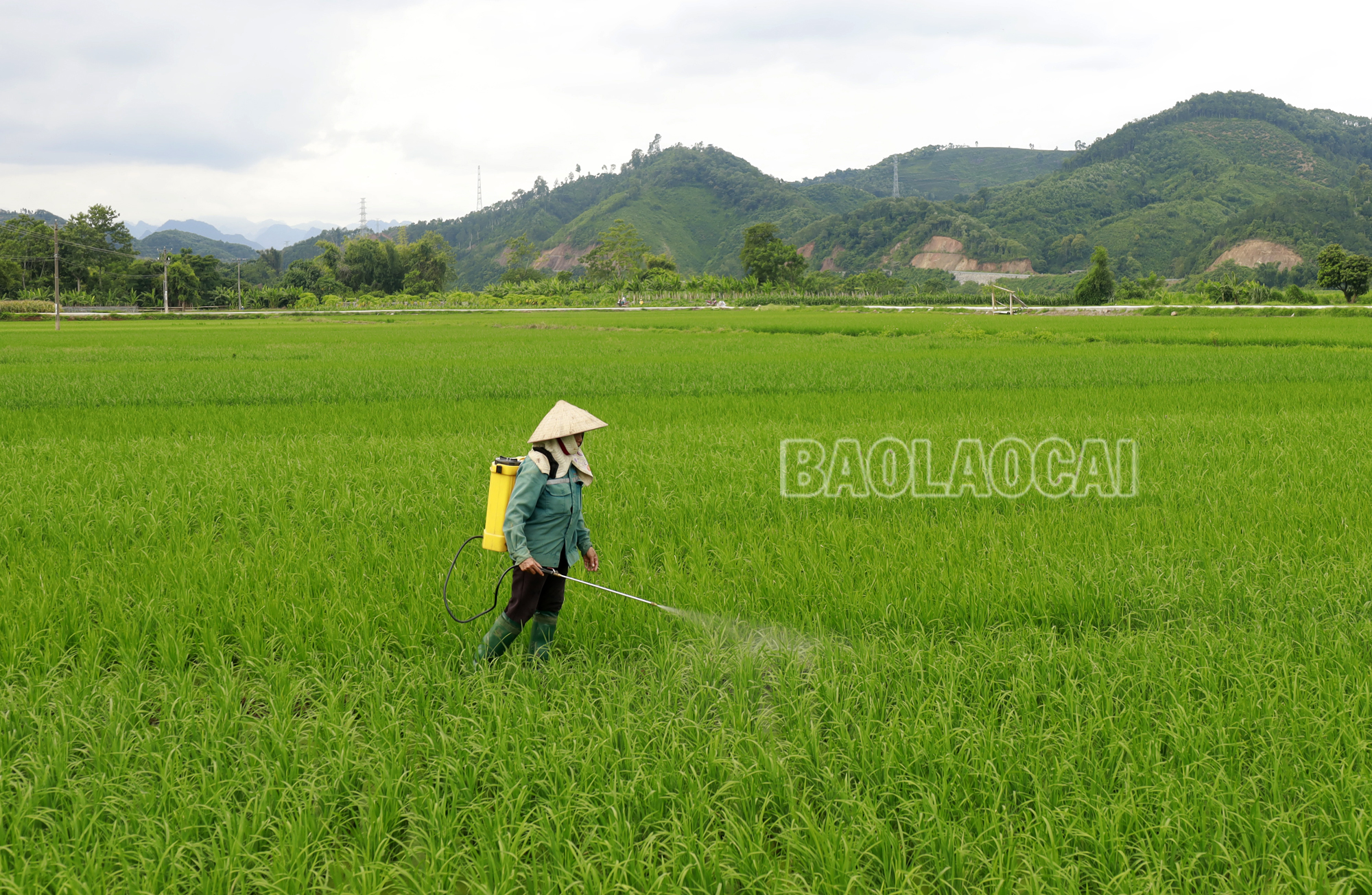 Nông dân thôn Đồng Tâm xã Sơn Hải, huyện Bảo Thắng phun thuốc trừ sâu cuốn lá nhỏ. Saucuonlanho3.jpg