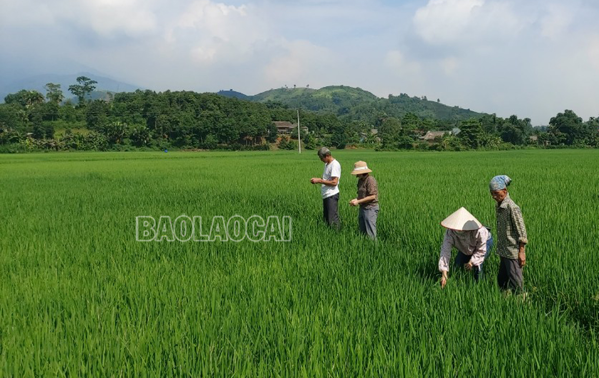 Cán bộ khuyến nông và nông dân kiểm tra mật độ sâu cuốn lá nhỏ gây hại tại xã Phú Nhuận, huyện Bảo Thắng. Saucuonlanho2.jpg