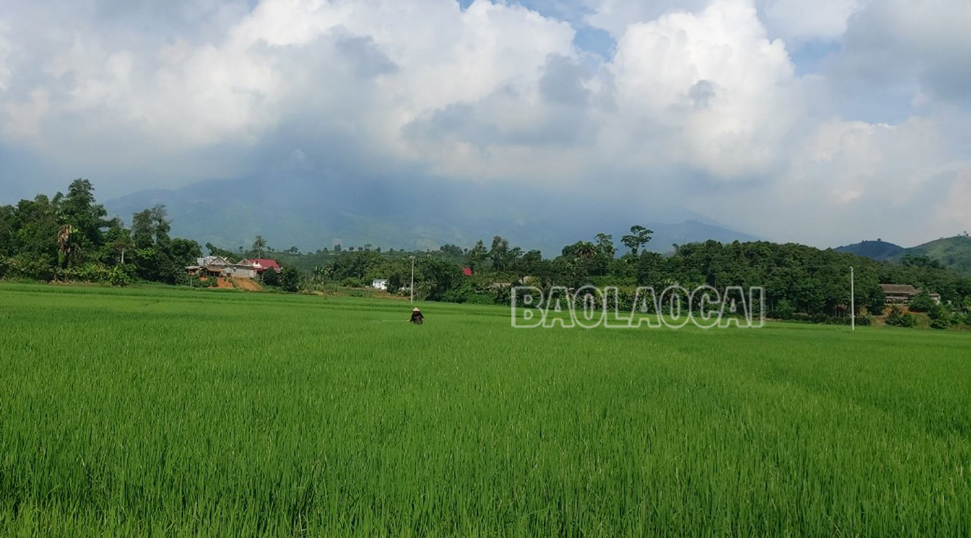 Gần 500 ha lúa mùa vùng thấp xuất hiện sâu cuốn lá nhỏ gây hại. Saucuonlanho1.jpg