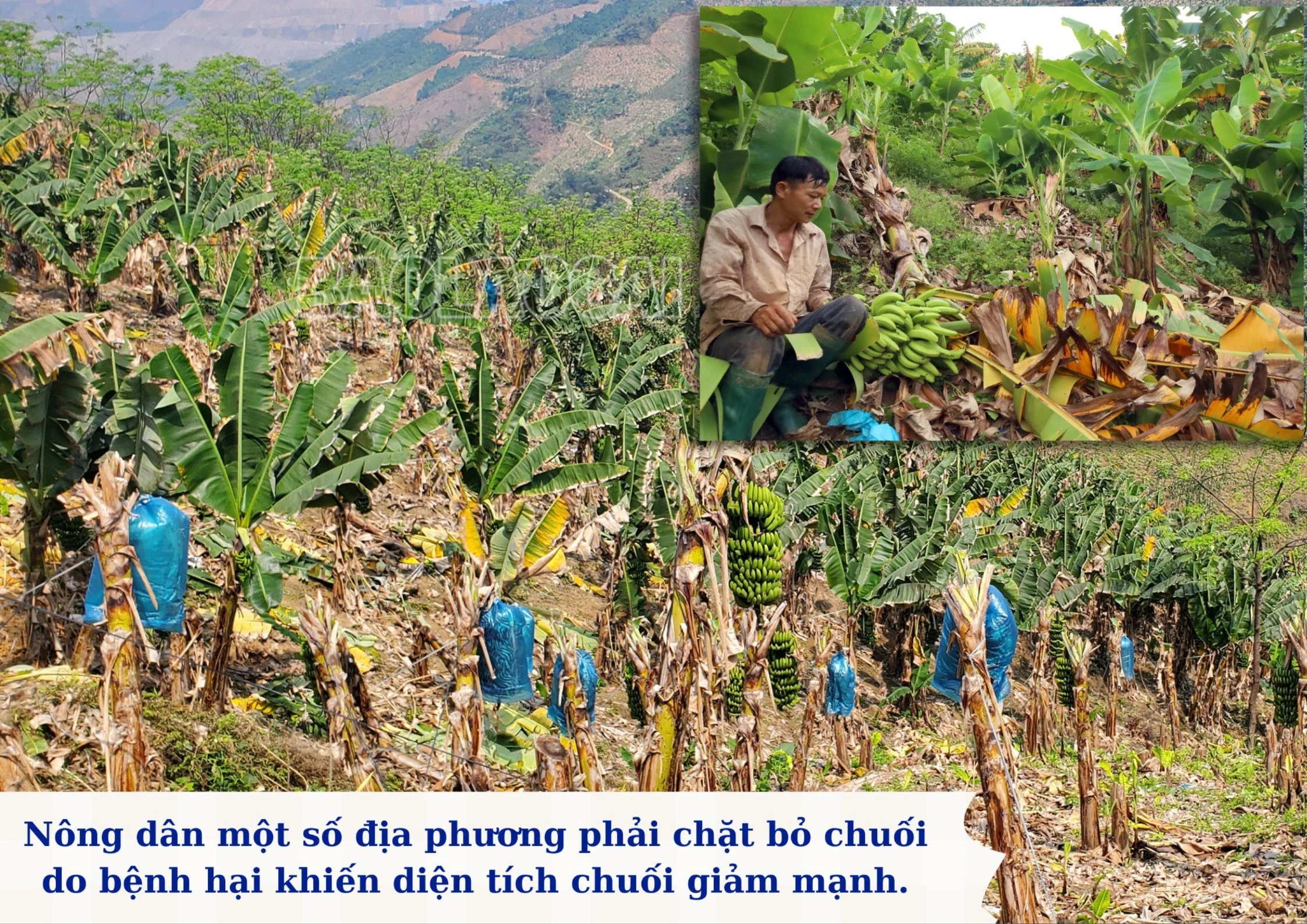 chienluocchuoi (1).jpg