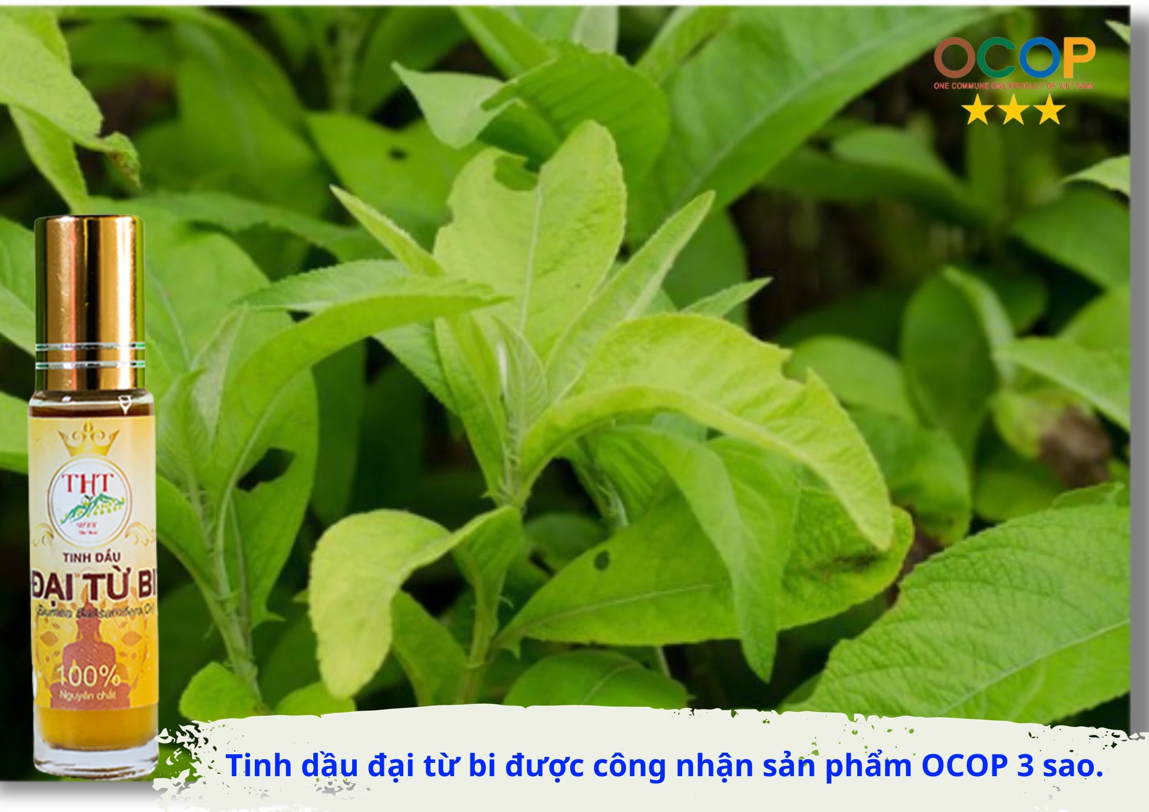 OCOP dai tu bi (3).jpg