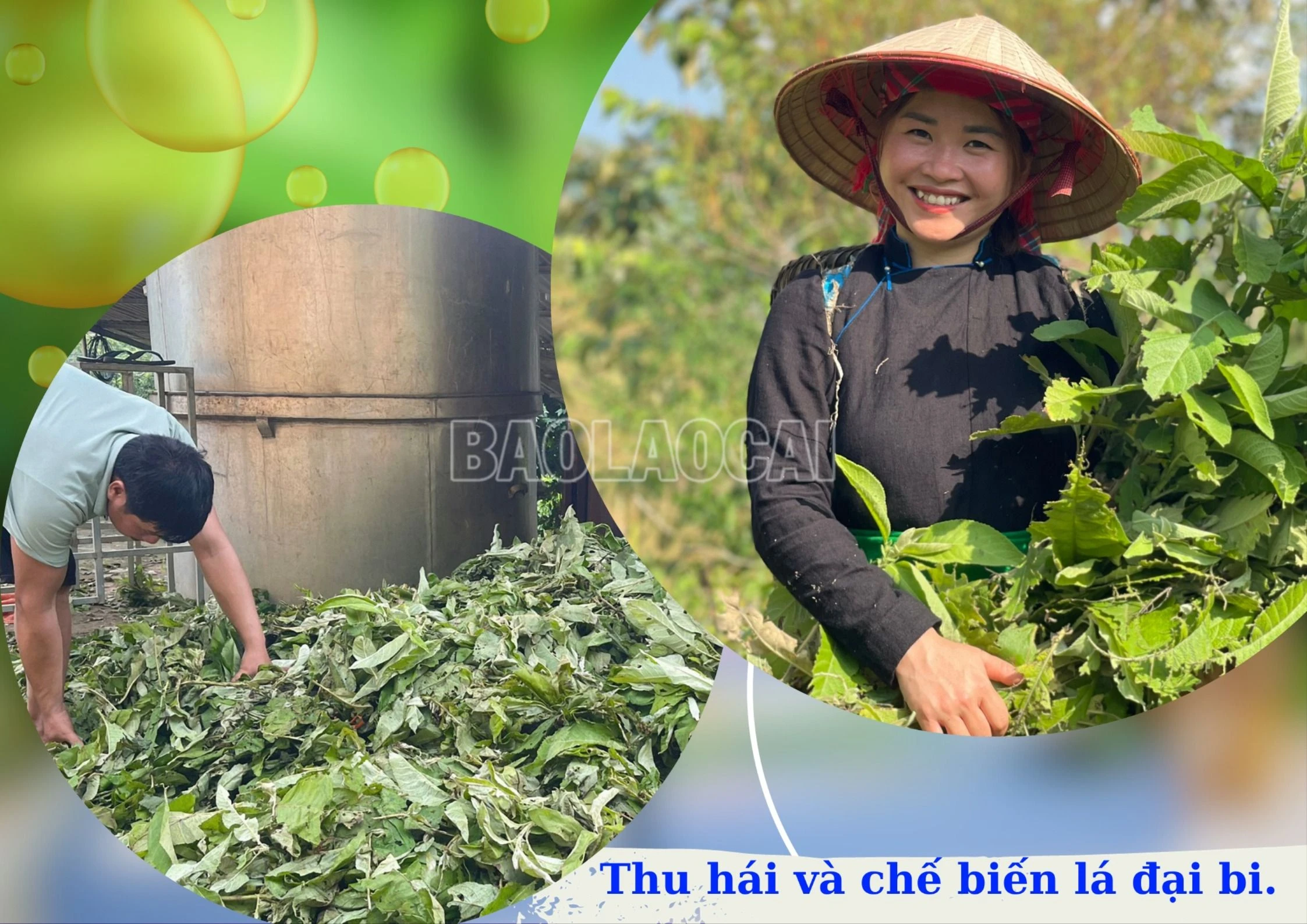 OCOP dai tu bi (2).jpg