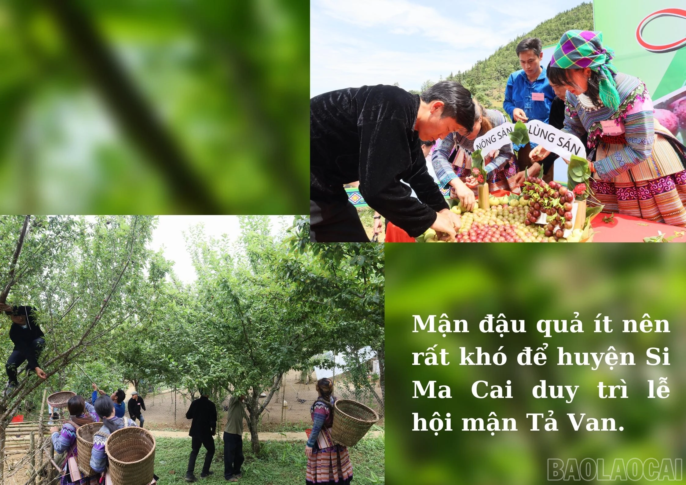 baolaocai_mantavan (3).jpg