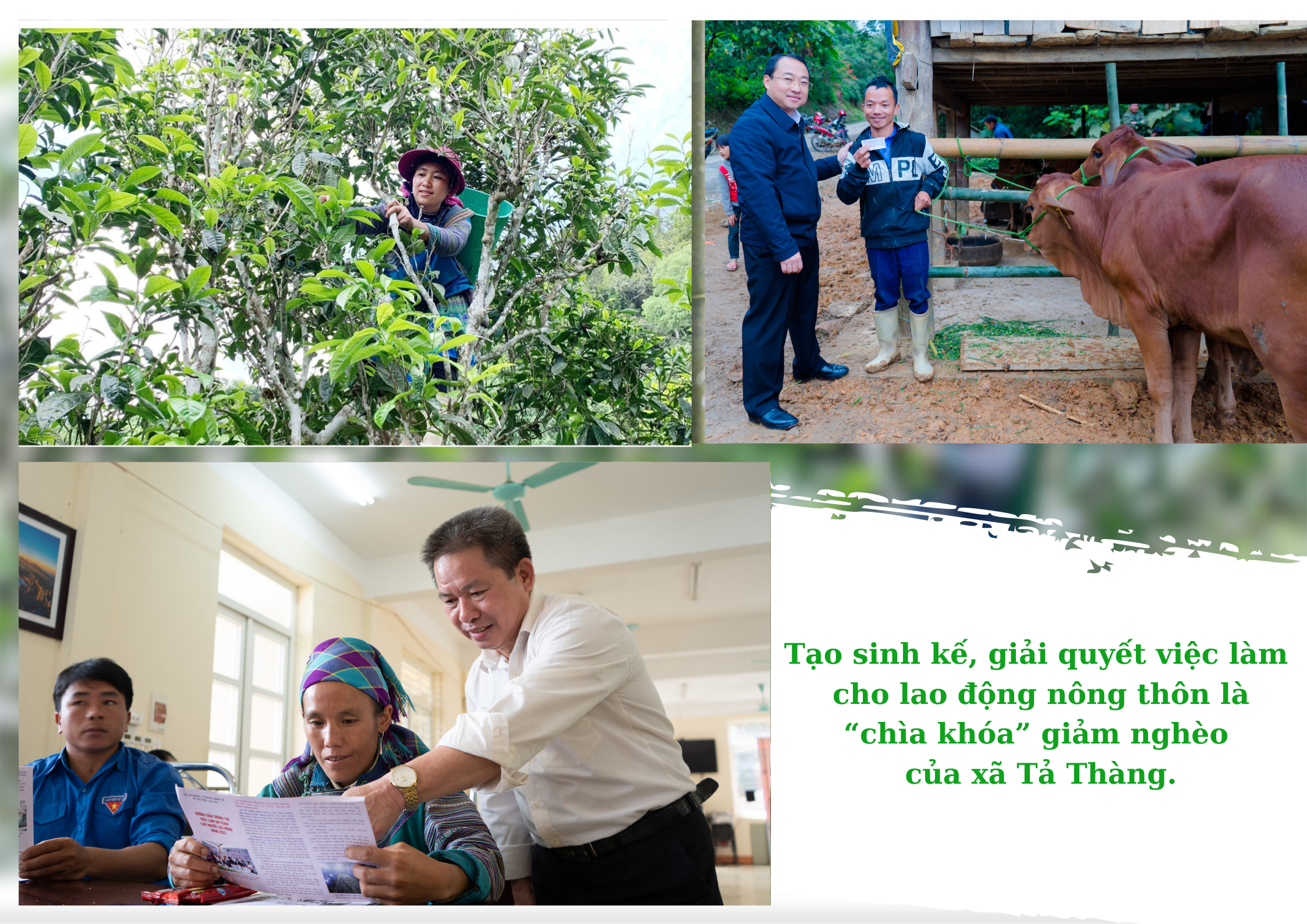 “Quế hoa” trăm tuổi_20240325_105205_0000.png