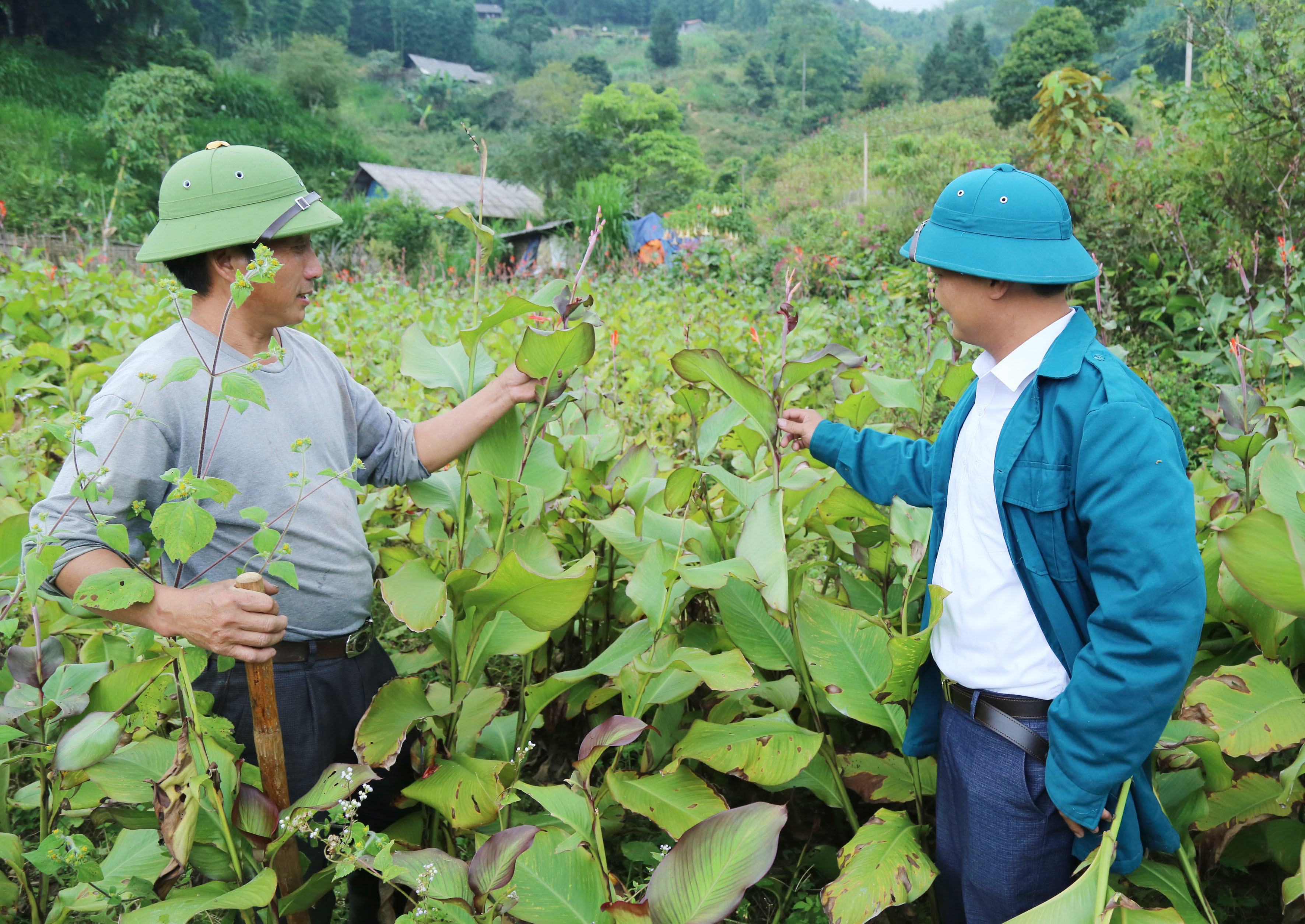 Người dân xã Dền Thàng trồng đao rềng phát triển kinh tế. (Ảnh:Tất Đạt) den-thang-1.jpg