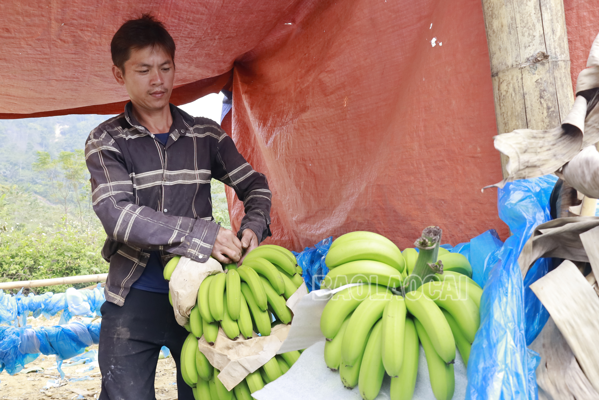 Nông dân huyện Mường Khương thu hoạch chuối. sx2024-4-4698.jpg