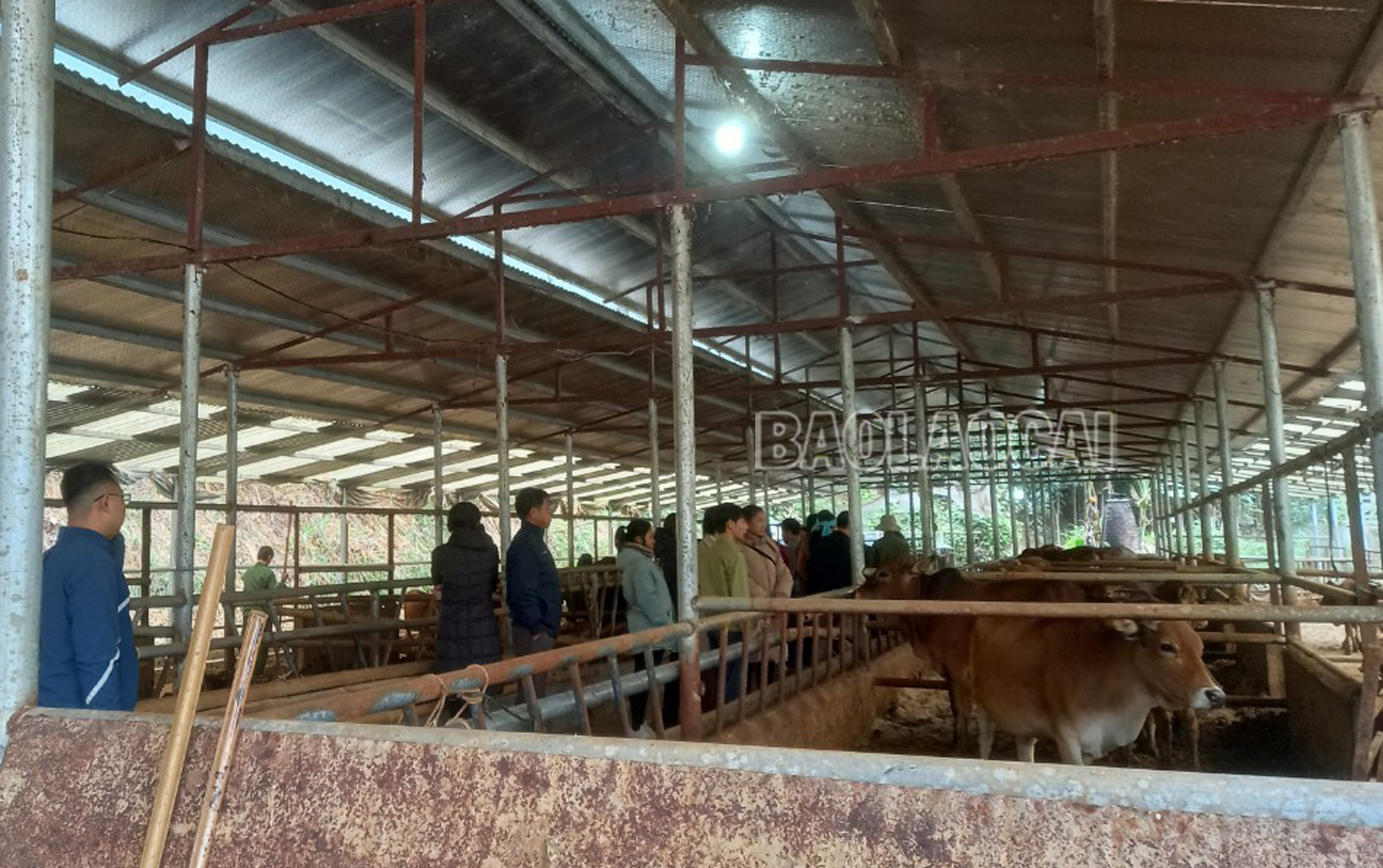 Mô hình Ứng dụng tiến bộ kỹ thuật trong việc ứng phó với rét đậm, rét hại cho bò tại một số tỉnh miền núi phía Bắc được triển khai tại xã Bảo Hà. bo chong ret.jpg