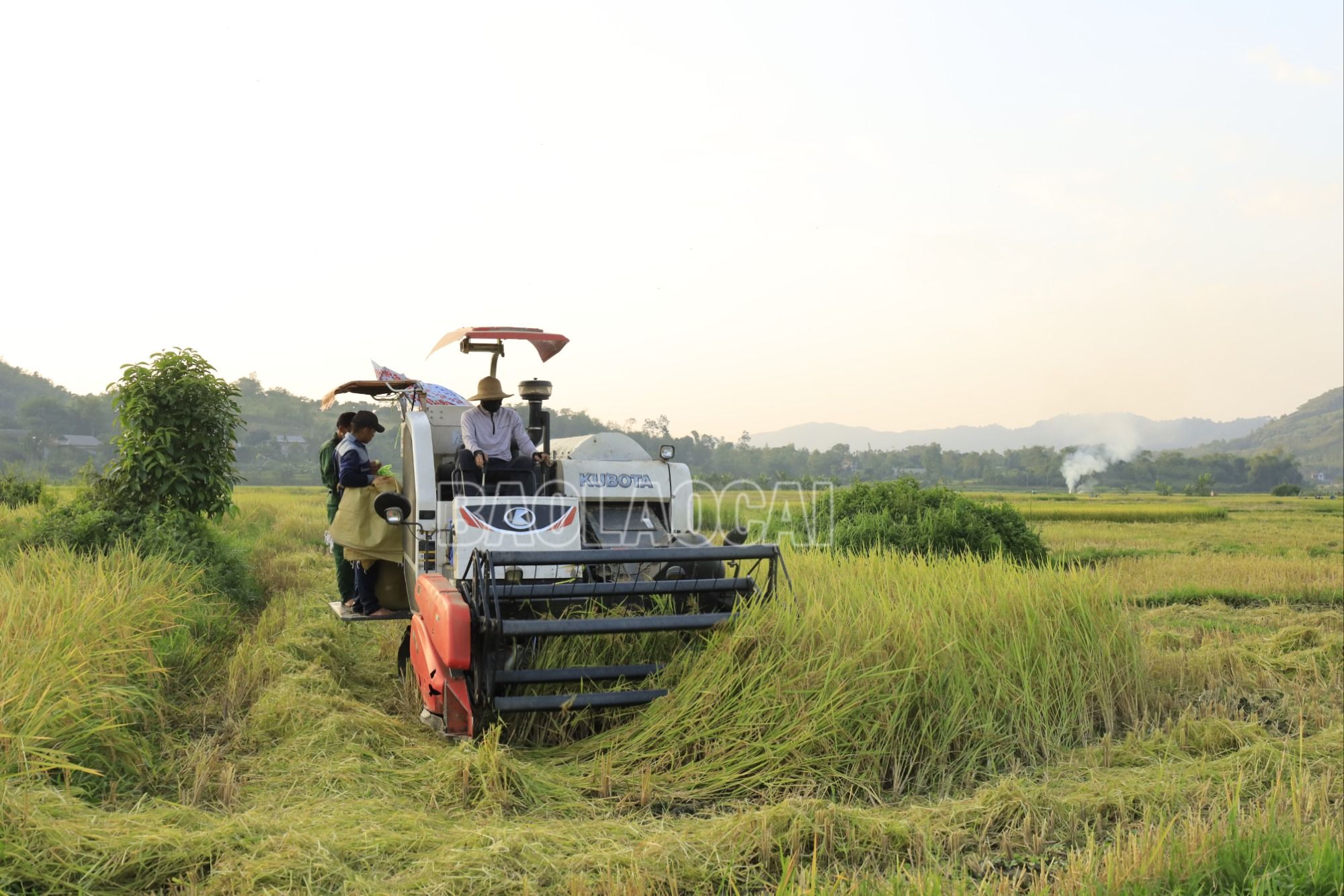 Thu hoạch lúa bằng máy gặt đập liên hoàn trên cánh đồng xã Võ Lao. Luaxuan2.JPG