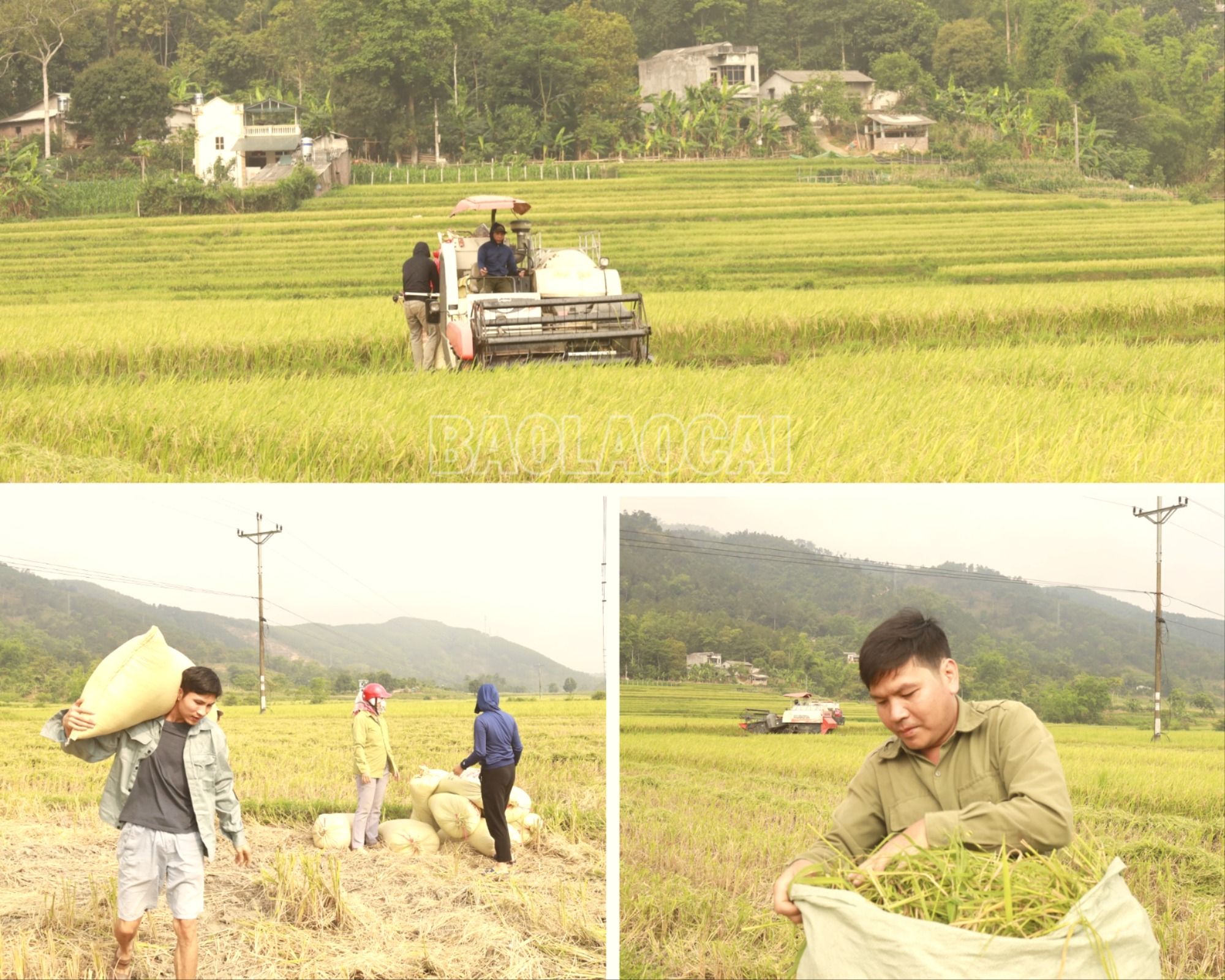 Nông dân xã Bản Qua, huyện Bát Xát hối hả thu hoạch lúa xuân. Luaxuan3.jpg