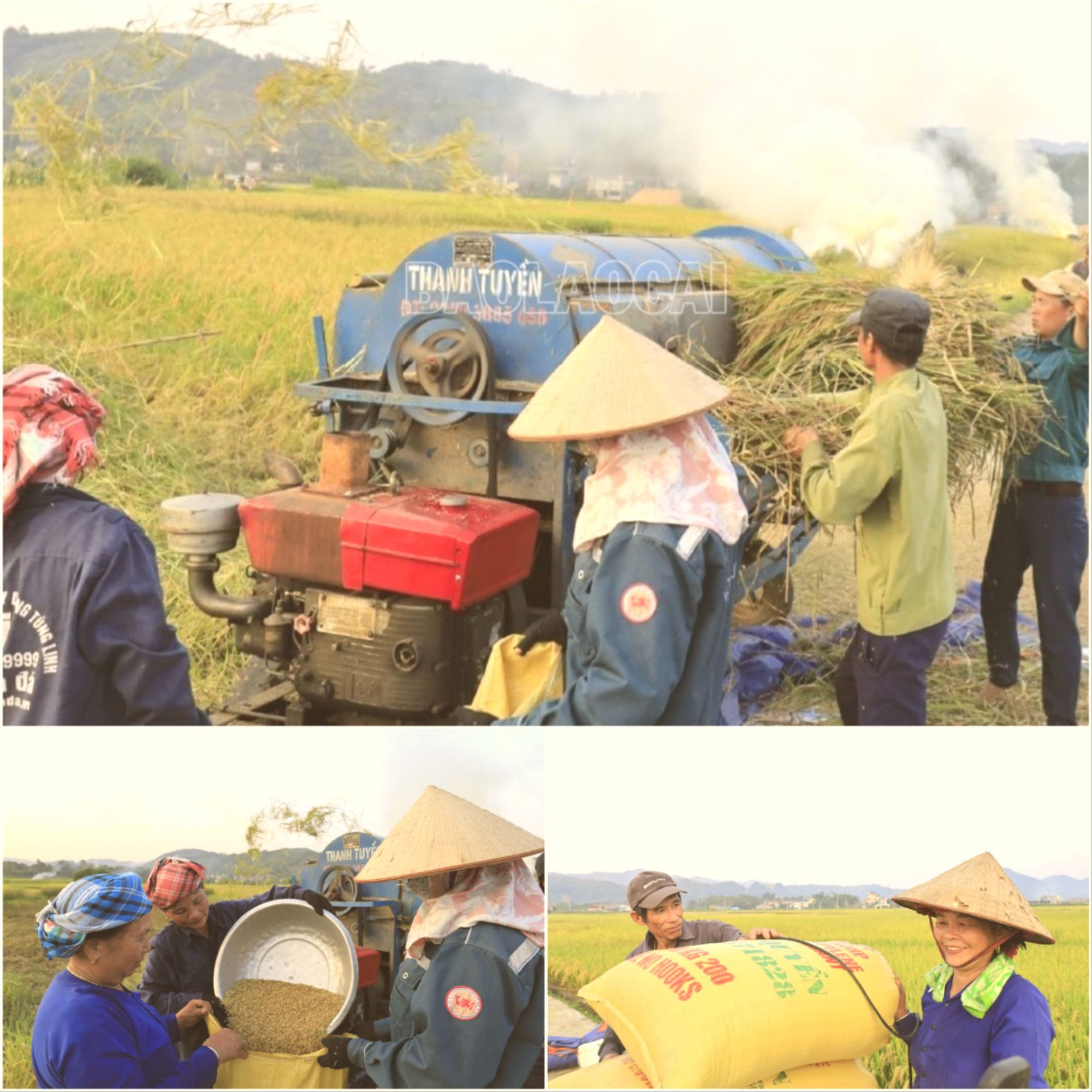 Người dân xã Võ Lao thu hoạch và chở thóc về nhà. Luaxuan1.jpg