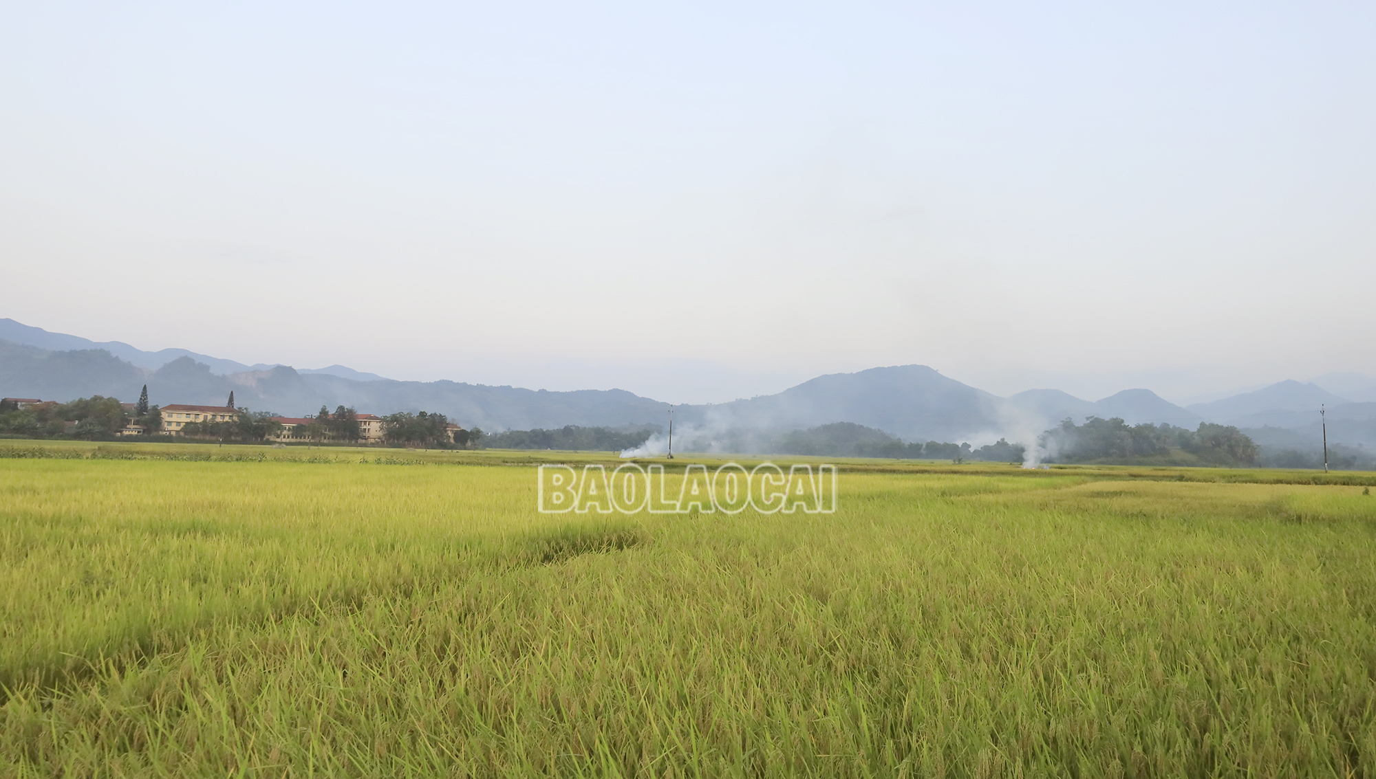 Lúa chiêm xuân ở các địa phương đang chín vàng. luaxuan6.jpg