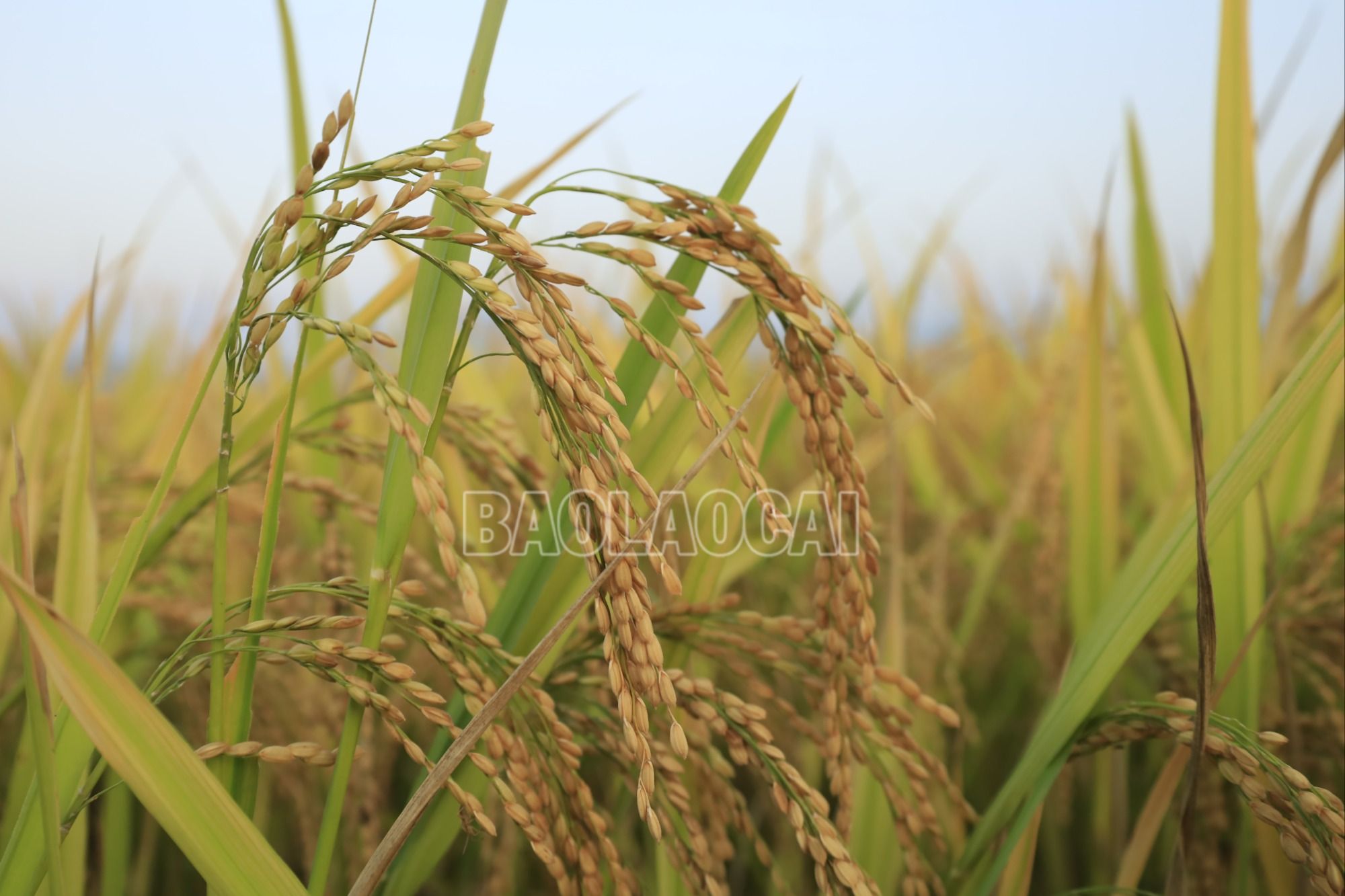 Thời tiết thuận lợi, lúa chiêm xuân năm nay được mùa. Luaxuan5.JPG