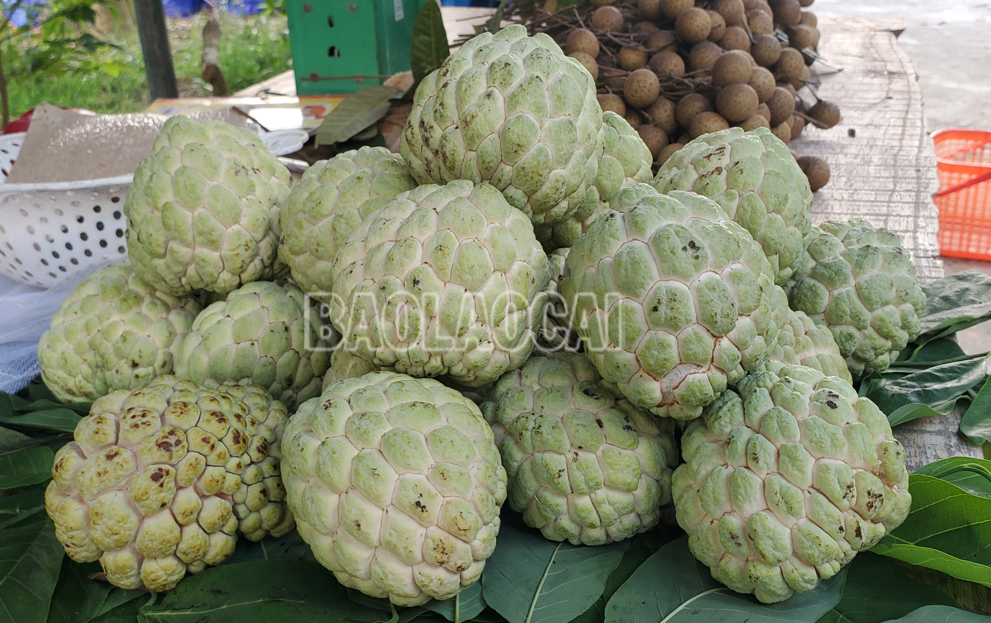 Na trồng ở huyện Bảo Thắng có chất lượng tốt, luôn được thị trường ưa chuộng. Na3.jpg