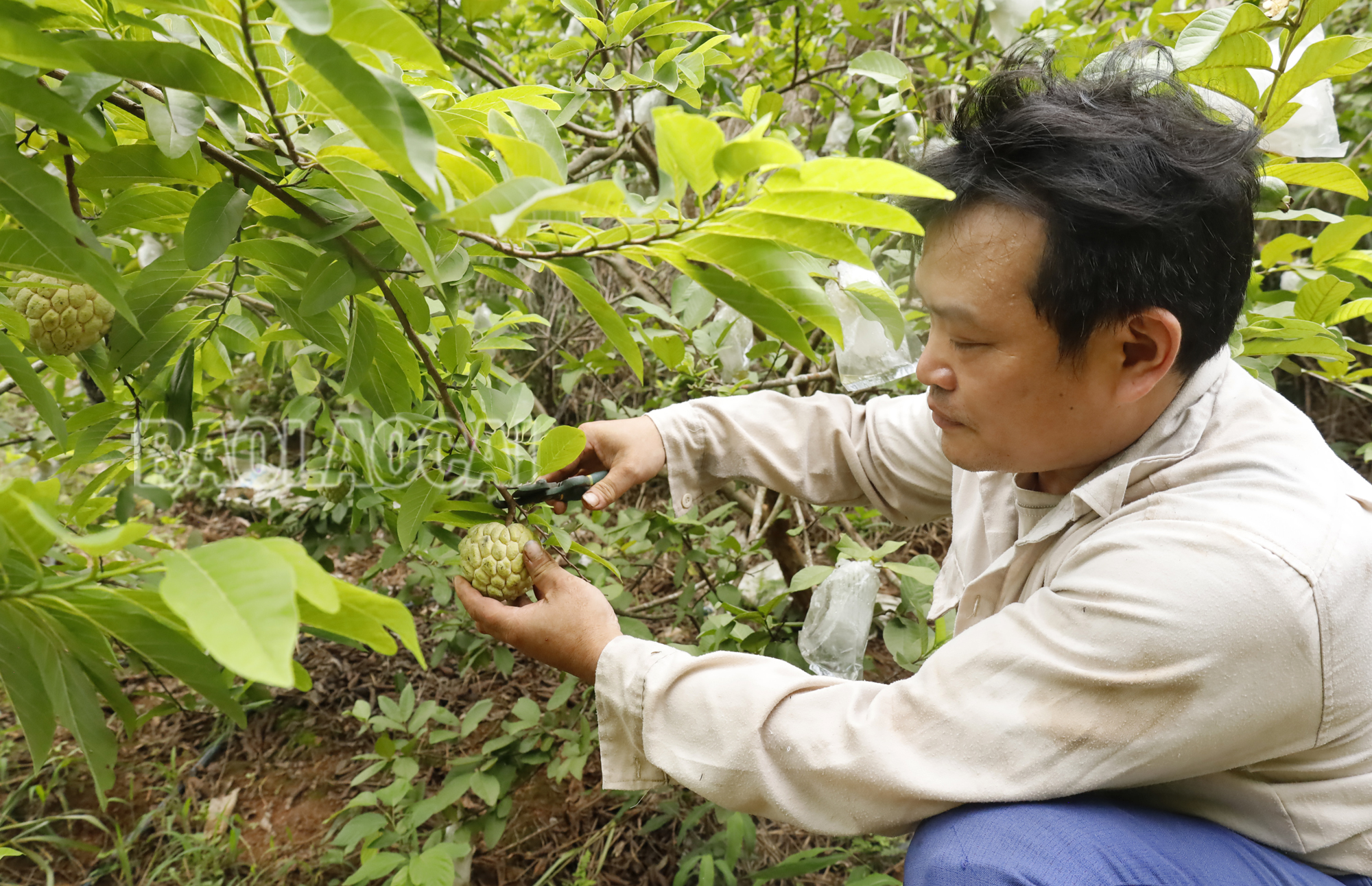 Anh Nguyễn Thái Xuân, thôn Thái Vô thu hoạch na. na1.jpg