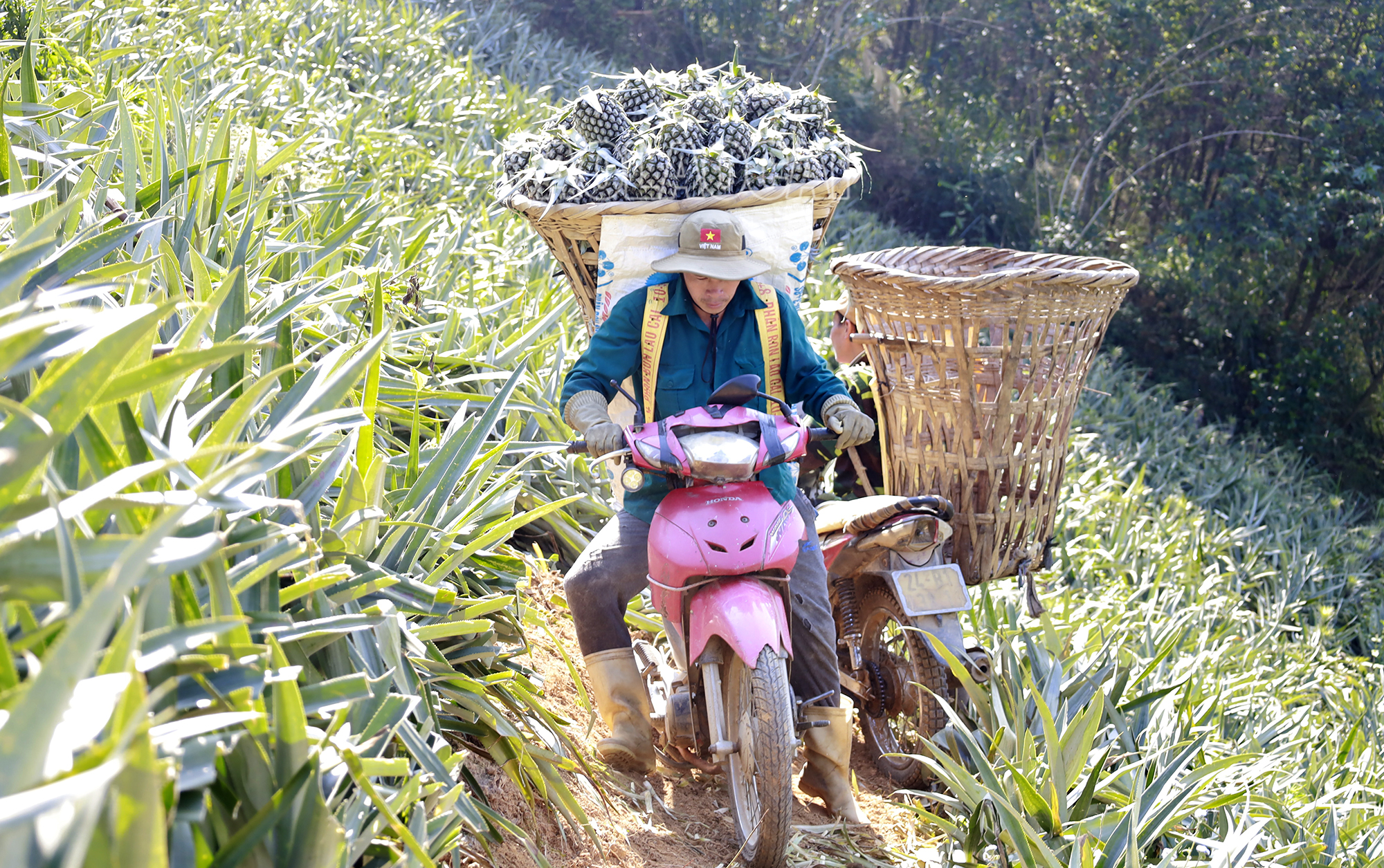 Hầu hết nông dân trồng dứa đều phấn khởi vì dứa được mùa, được giá. 20240306111622__MG_0153.JPG
