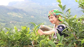 Sản xuất nông nghiệp phát huy lợi thế cạnh tranh