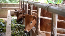 Đòn bẩy giảm nghèo ở Mỏ Vàng