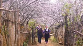 Sắc đào Lùng Cúng - bản tình ca của núi rừng Tây Bắc