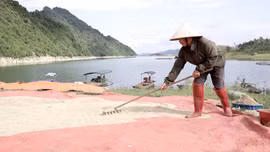 Tân Lĩnh được mùa lúa trên diện tích tận dụng khi nước hồ rút