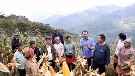 Ngô xuân được mùa trên đất dốc Trạm Tấu
