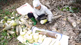 Xã Hưng Khánh dự kiến thu 80 tỷ đồng từ măng tre Bát độ