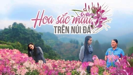 Hoa sắc màu trên núi đá