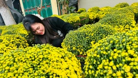 Vườn cúc rộn ràng trước thềm xuân