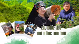 Cây dược liệu mở hướng làm giàu