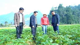 Tìm lực đẩy từ sinh kế và nội lực vùng cao Lào Cai