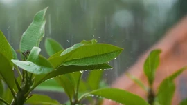 Dự báo mưa lớn trên địa bàn tỉnh Lào Cai