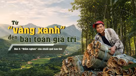 Bài 2: “Điểm nghẽn” của chuỗi quế Lào Cai