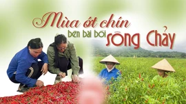 Mùa ớt chín bên bãi bồi sông Chảy