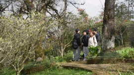 Hoa đào Sa Pa đón xuân