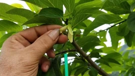 Thụ phấn cho na - mang về mùa quả ngọt
