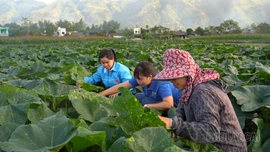 Giữ chân lao động trẻ nông thôn 