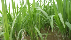 Tuần hoàn để tái sinh giá trị