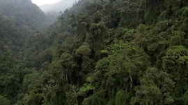 Nà Hẩu: Khi bảo vệ rừng trở thành sinh kế và trách nhiệm