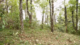 Ban Quản lý rừng phòng hộ Trạm Tấu chủ động ứng phó nguy cơ cháy rừng