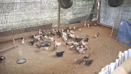 Xã Hạnh Phúc triển khai Nghị quyết 21 về chăn nuôi bền vững