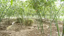 Đông Cuông trồng thử nghiệm thành công cây tre măng lục trúc