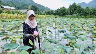 Hướng sinh kế mới từ cây sen