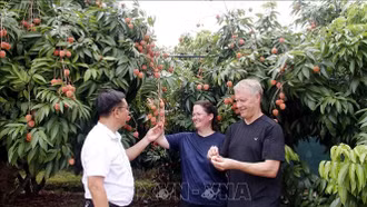 Khởi động Chương trình du lịch "Vải thiều Lục Ngạn - Tinh hoa trái cây Việt"